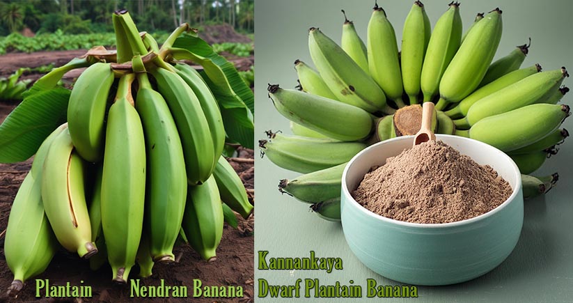 plantain kerala nendran banana powder manufacturer